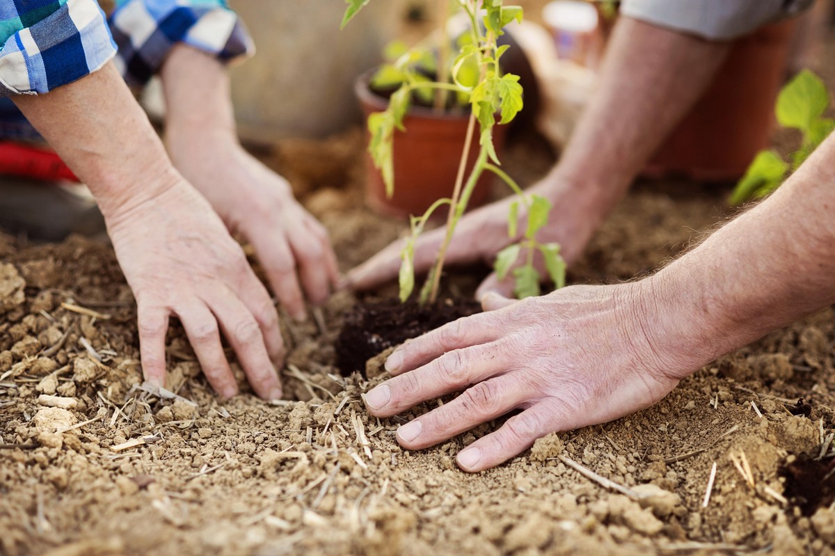 Compost = home grown fertility