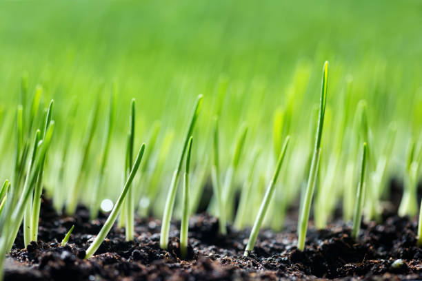 Planting Seed On A New Lawn